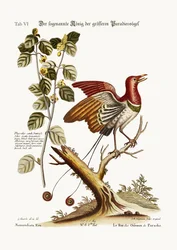The supposed King of the greater Birds of Paradise
